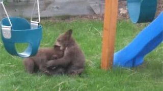 Des adorables oursons jouent à la bagarre