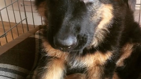 German Shepherd puppy tries cucumber for the first time