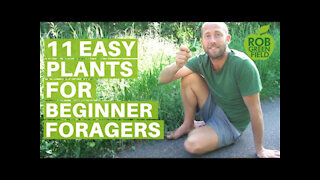 11 Easy Edible Plants for Beginner Foragers- Eating Wild Food