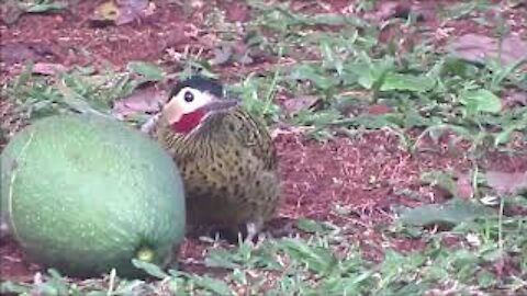 Barred Green Woodpecker (Colaptes melanochloros)