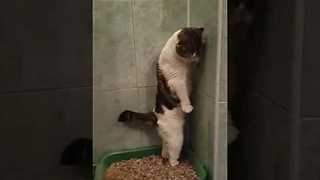 Cat pooping standing up