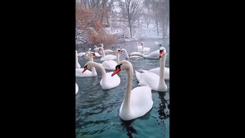 Beautiful white goose performing in the water