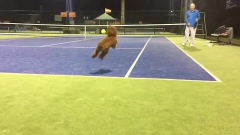 Poodle plays fectch on tennis court