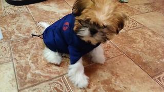 "Dog Struggles With New Winter Coat"