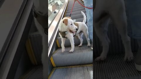 Ares Jack Russell dog down escalator