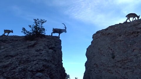 Salts de cabres a Montserrat