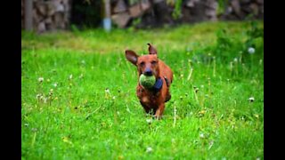 Cão não controla velocidade e leva tombo hilário no gramado