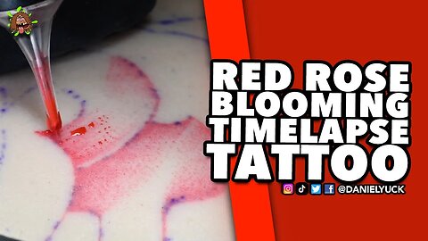 Watch This Beautiful Rose Bloom With Red Ink In Timelapse!