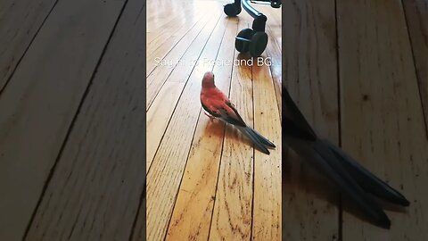 Say hello to my little friend! We own a cockatiel and a rosie bourke. Listen and watch!