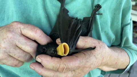 Ever Had Morning Tea With A Cute Baby Flying Fox? - Meet Pippin, Terrie's Little Orphan Baby Bat