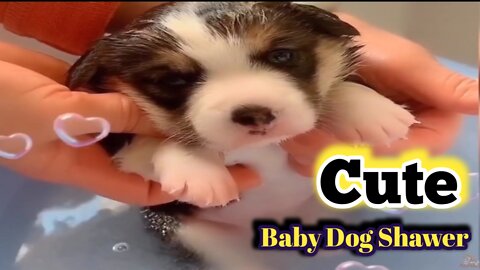 Cute Dog Shawer|| Funny Dog Shawer||