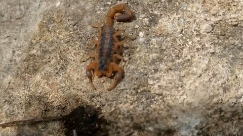 Striped Bark Scorpions - Discovering Their Habitat and Behavior