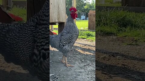 Our Barred Rock Rooster, Silver Dollar.