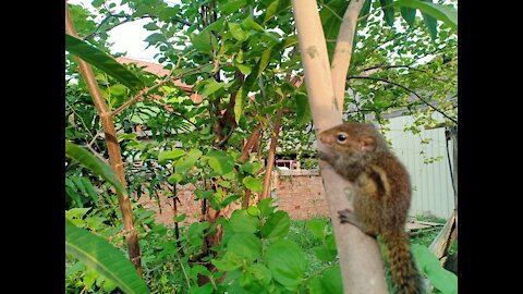 Squirrel so lovely