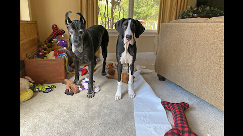 Playful Great Dane Puppy Unrolls Paper Towel