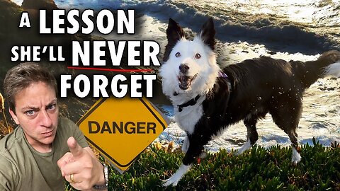 Pro Dog Trainer: What I Did When My Dog Almost Didn’t Come When Called! A Lesson She’ll Never Forget