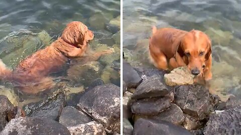 Golden Retriever Obsessed With Collecting Rocks From Lake Bottom