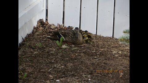 Baby ducks in our backyard 2022 05 30