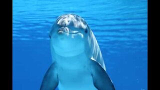 Den fantastiske delfinverdenen