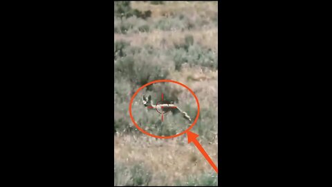 Hunting Coyotes #shorts #dogs #animals #hunter #098