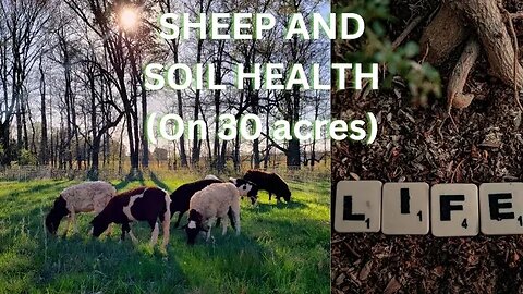 SHEEP AND SOIL HEALTH ON 30 ACRES (grass fed)