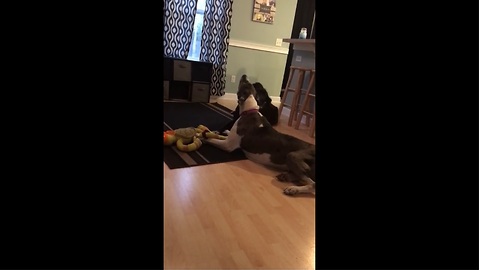 Mamma Great Dane won't share toy with her puppy