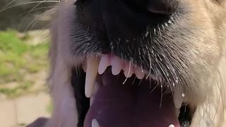 Golden Retriever "smiles" every time he gets pet