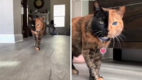 Amazing Two Face Cat | Cute Kitten & Funny Cat