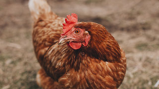 These Chickens Fight Cancer