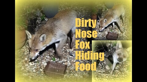 🦊Friendly urban #fox caching / hiding food and getting a dirty nose.