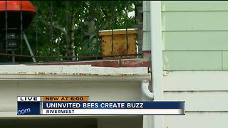 Uninvited bees create buzz
