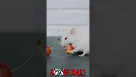 🤗 #AwwNIMALS - Cherry Munching Delight: Albino Hamster Nibbles on Sweet Cherries 💕