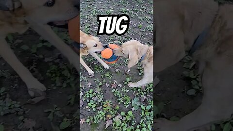 Playin' tug #tugofwar #funwithdogs