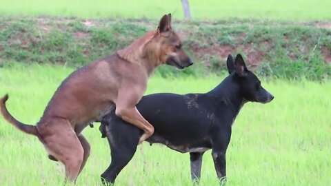 Dog and mating | | HD dog mating video💥 #dog #cats #mating #matingseason