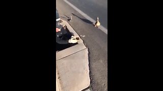 Firefighters go the extra mile to rescue ducklings in sewer drain