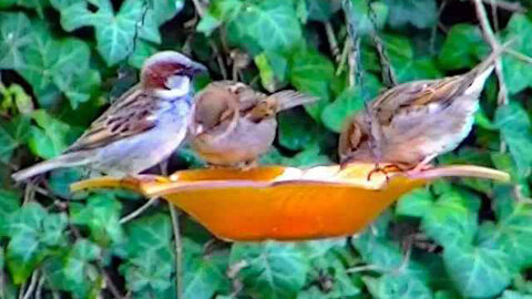 IECV NV #274 - 👀 House Sparrows At The Orange Feeder 🐤🐤🐤🐤4-18-2017