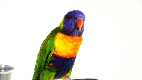 Parrot #14256