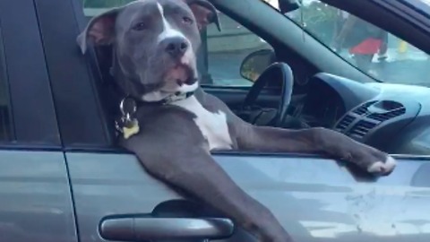 Pit Bull gives driver the stink eye