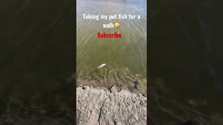 Walking my pet fish!