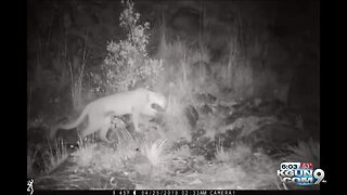 3 mountain lions that ate human remains near Tucson killed, AZGFD says