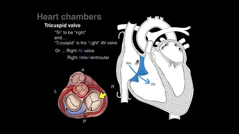 Overview of Heart Anatomy Tutorial