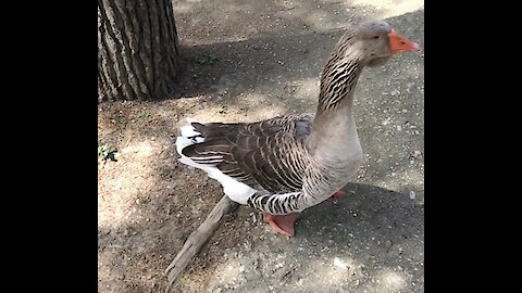 Beautiful Duck in real world