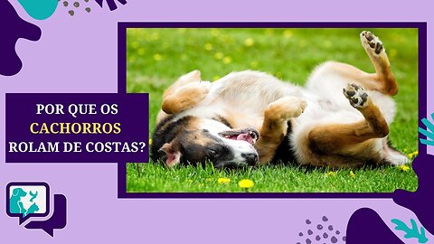 Por que os Cachorros Rolam de Costas?