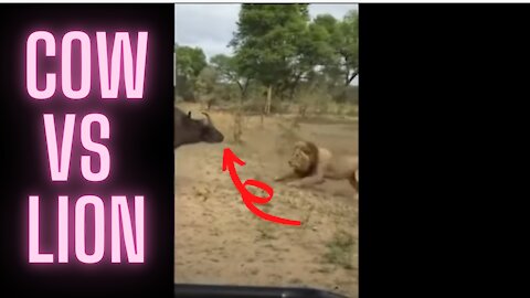 Cow vs Lion | 2 Lion vs 1 Cow