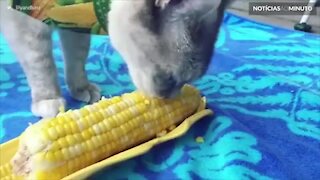 Gato descobre sua comida favorita: milho!