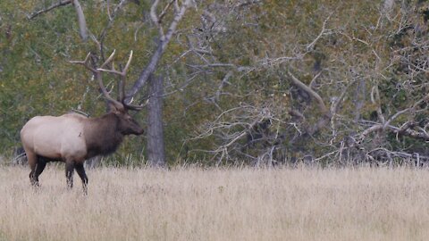 wyoming scouting 2019