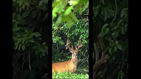 Heat hasn’t affected this big boy! #hunting #deerhunting #deer #wildlife #outdoors