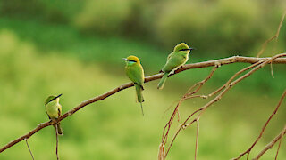 7 Hours of Birds Singing in the forest - Relaxing Nature Sounds - Soothing Forest sounds