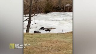 Pair of playful otters slide down frozen river