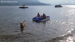 Minuscolo cane traina il pedalò